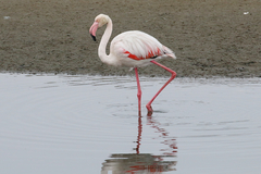 Phoenicopterus roseus