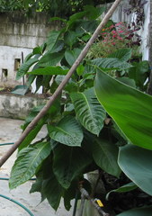 Magnoliopsida