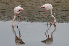 Phoenicopterus roseus