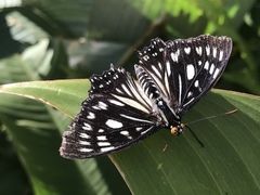 Euripus nyctelius