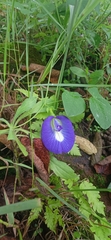 Clitoria ternatea
