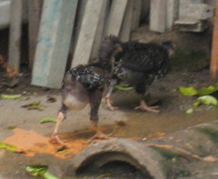 Gallus gallus domesticus