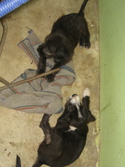 Canis familiaris