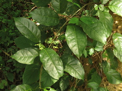 Adenocalymma inundatum