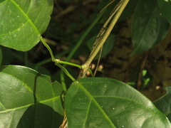 Adenocalymma inundatum