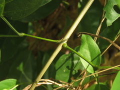 Adenocalymma inundatum