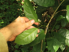 Adenocalymma inundatum