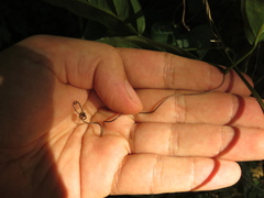 Adenocalymma inundatum