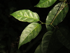 Adenocalymma inundatum