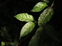 Adenocalymma inundatum