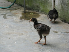 Gallus gallus domesticus