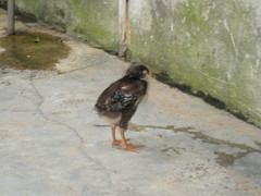 Gallus gallus domesticus