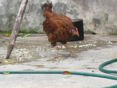 Gallus gallus domesticus