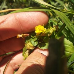 Erythranthe glabrata