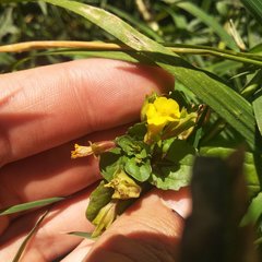 Erythranthe glabrata