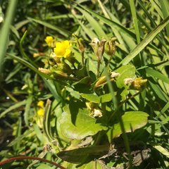 Erythranthe glabrata