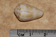 Conus cyanostoma