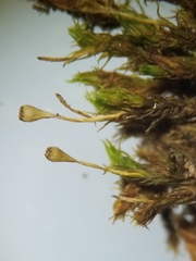 Ulota coarctata