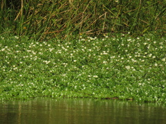 Ludwigia helminthorrhiza