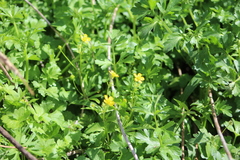 Ranunculus carolinianus