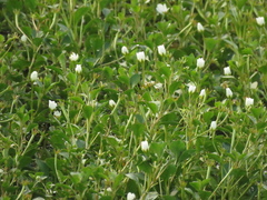 Ludwigia helminthorrhiza