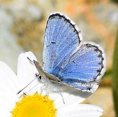 Pseudophilotes vicrama