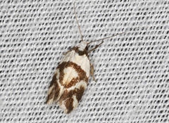 Eremnotypa steriphota