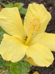 Physocephala marginata