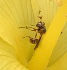 Physocephala marginata