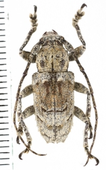Menyllus maculicornis