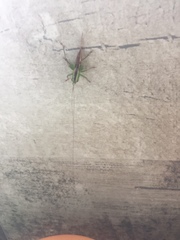 Conocephalus signatus