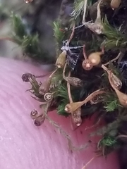 Ulota coarctata