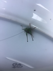 Conocephalus signatus