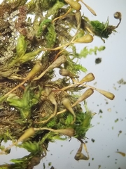 Ulota coarctata