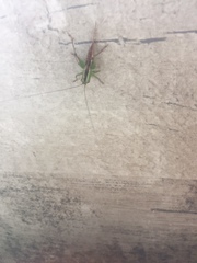 Conocephalus signatus