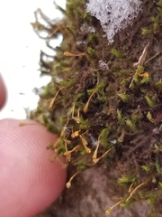 Ulota coarctata