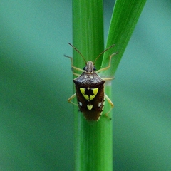 Oebalus poecilus