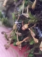 Ulota coarctata