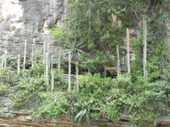 Cephalocereus apicicephalium