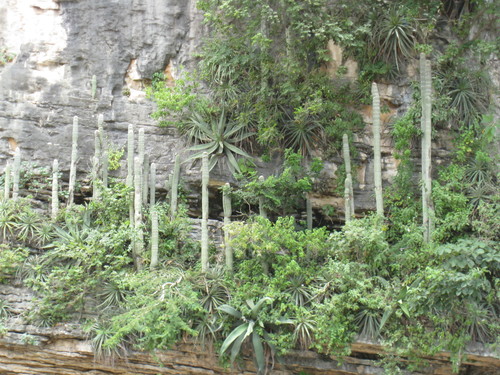 Agave kewensis