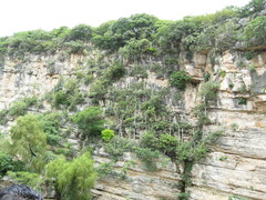 Cephalocereus apicicephalium