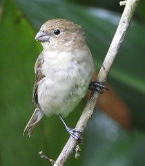 Sporophila nigricollis