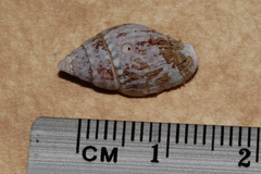Pardalinops testudinaria