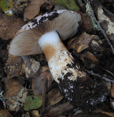 Cortinarius lilacinocolossus
