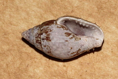 Pardalinops testudinaria