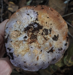 Cortinarius lilacinocolossus