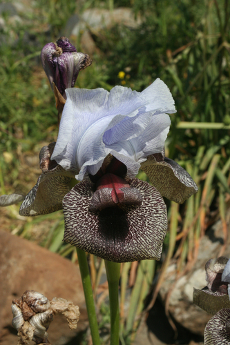 Golan iris (Iris hermona)