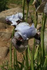 Iris hermona