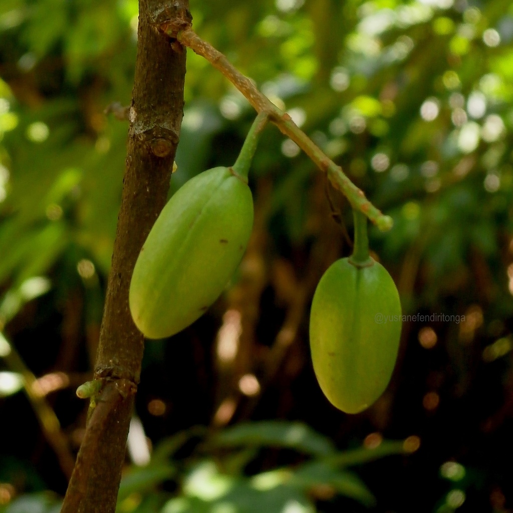 Prunus javanica
