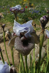 Iris hermona